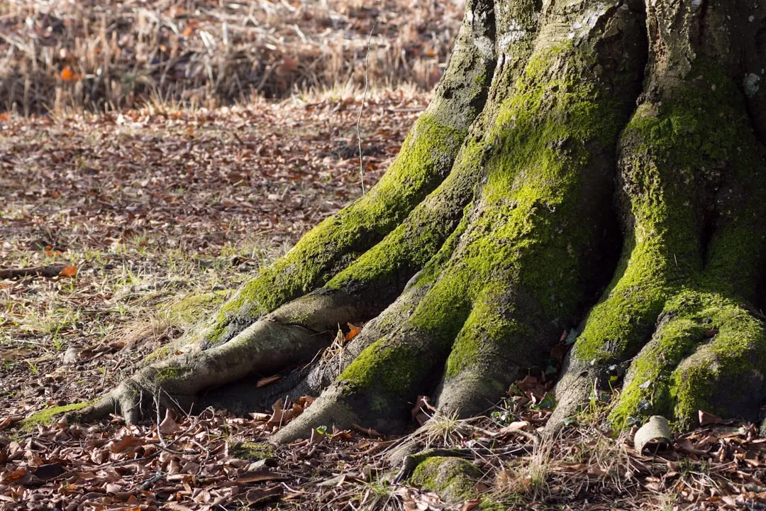 Moss-covered roots of a large tree in a forest