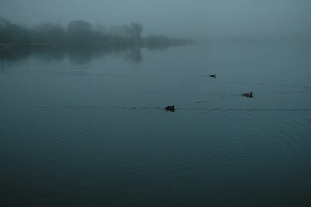 Ducks swimming in a foggy lake at dawn