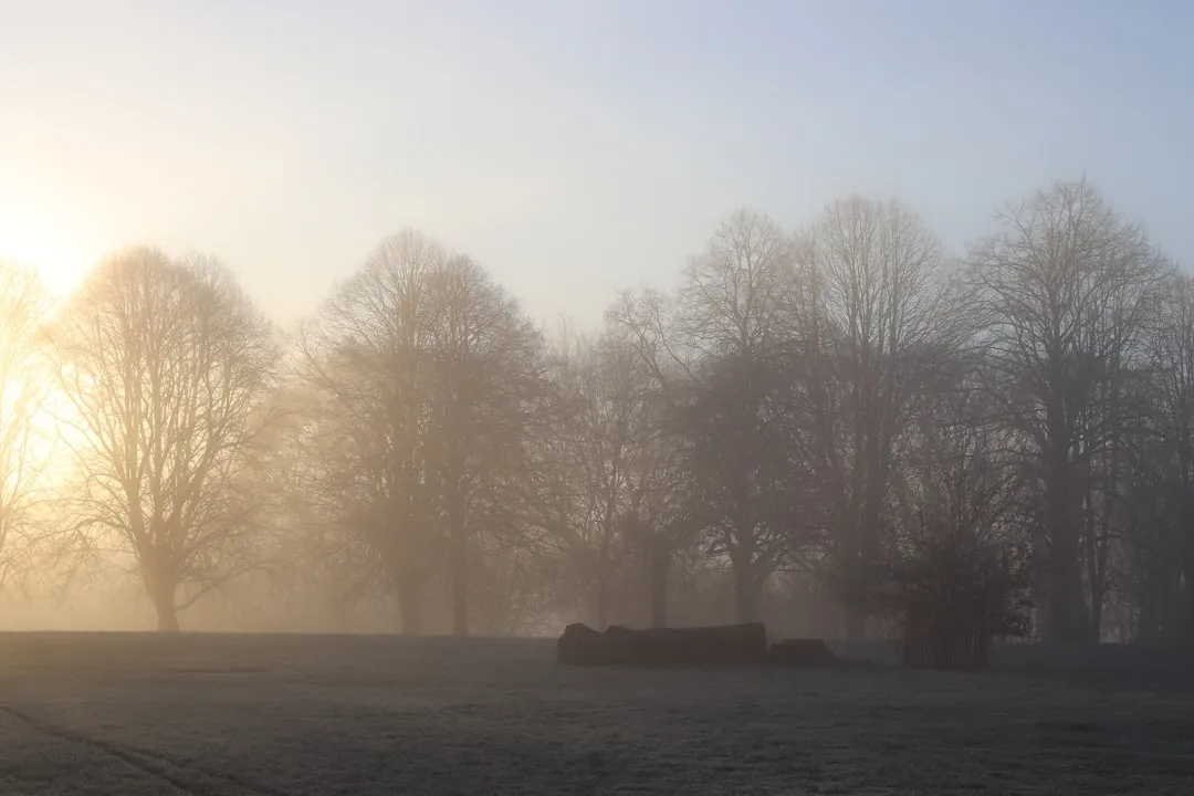 Bare trees in misty morning light with sun.