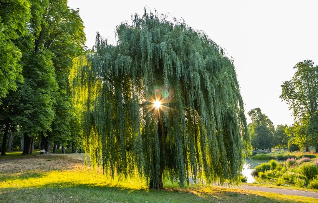 Sunburst through a weeping willow tree by a peaceful river.